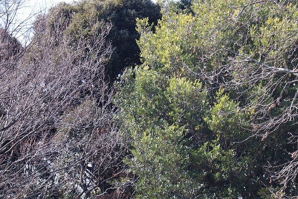 f:id:mikisakai:20220122131113j:plain