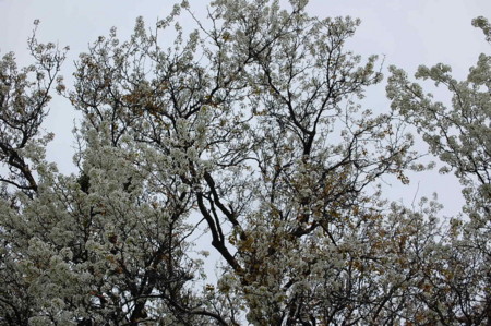 20100409151331