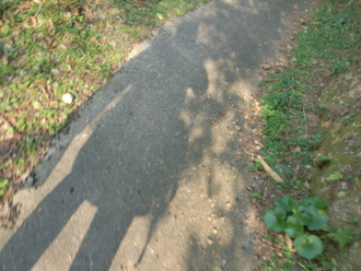 f:id:mikk:20081230145216j:image