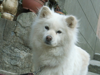 f:id:mikk:20081230151530j:image