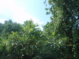 f:id:mikk:20090917135310j:image:w170