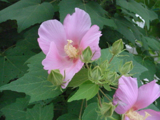 f:id:mikk:20090918145214j:image:w170