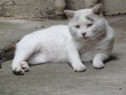 ブサかわいいノラ猫 その名はブッサー 音甘映画館 ブサかわいいノラ猫 その名はブッサー 音甘映画館