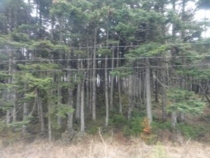 f:id:mikk:20120503101850j:image