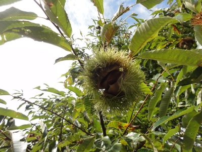 f:id:mikk:20121014112632j:image:w300