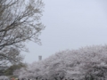 [2013][桜]