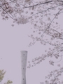 [2013][桜]