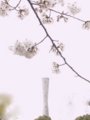 [2013][桜]