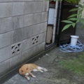 [猫]