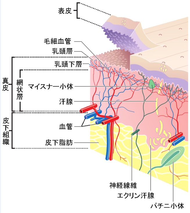 基底欠損とは, 精神分析 葛藤モデル 欠損モデル – BREQ