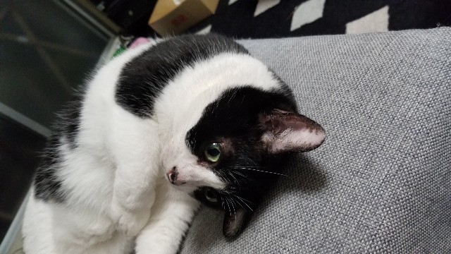 f:id:mikochibita:20190925234245j:image f:id:mikochibita:20190925234245j:image