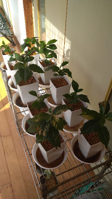 f:id:mikomikomi-ko:20251009092354j:image f:id:mikomikomi-ko:20251009092354j:image