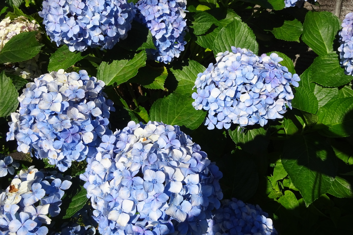 f:id:mikonacolon:20200617082000j:plain f:id:mikonacolon:20200617082000j:plain
