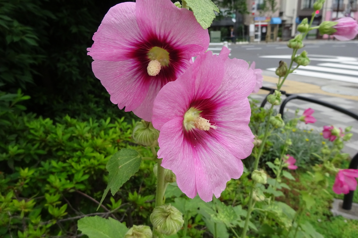 f:id:mikonacolon:20200625182209j:plain f:id:mikonacolon:20200625182209j:plain