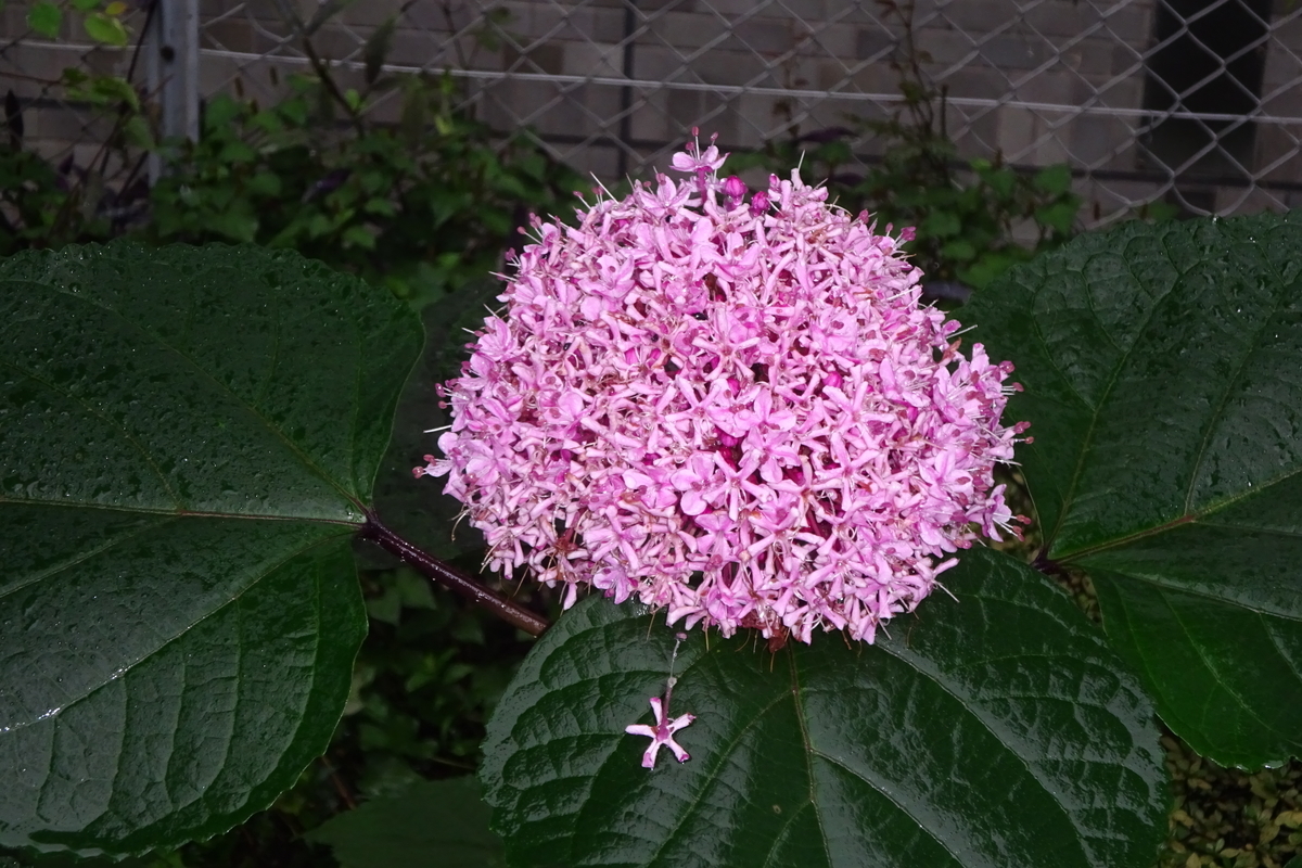 f:id:mikonacolon:20200706201141j:plain