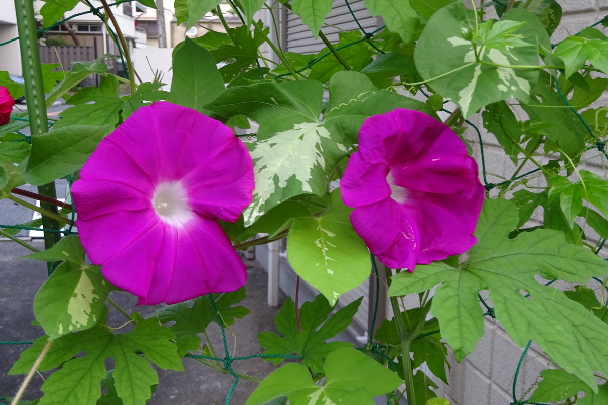 f:id:mikonacolon:20200822201742j:plain f:id:mikonacolon:20200822201742j:plain