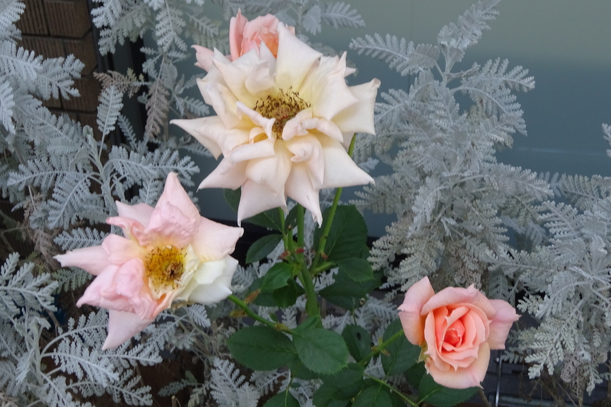 f:id:mikonacolon:20200825195202j:plain