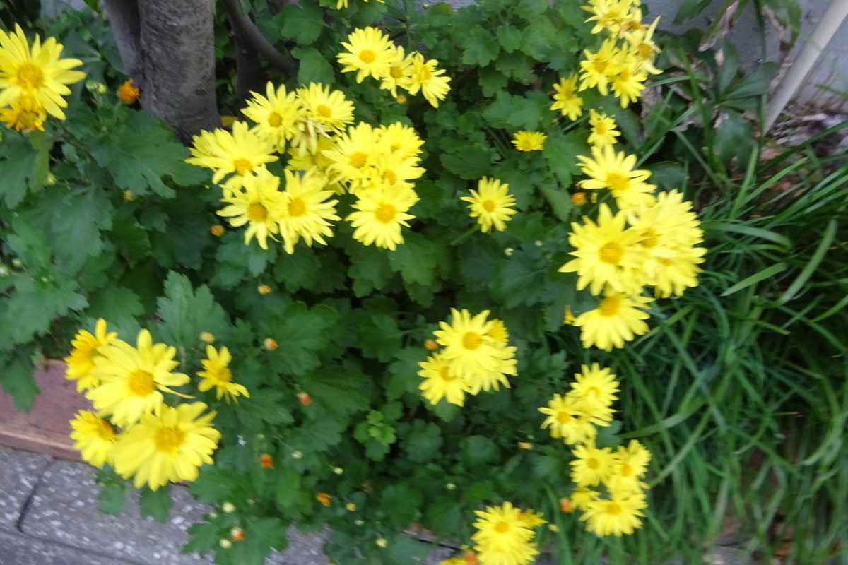 f:id:mikonacolon:20201222214246j:plain