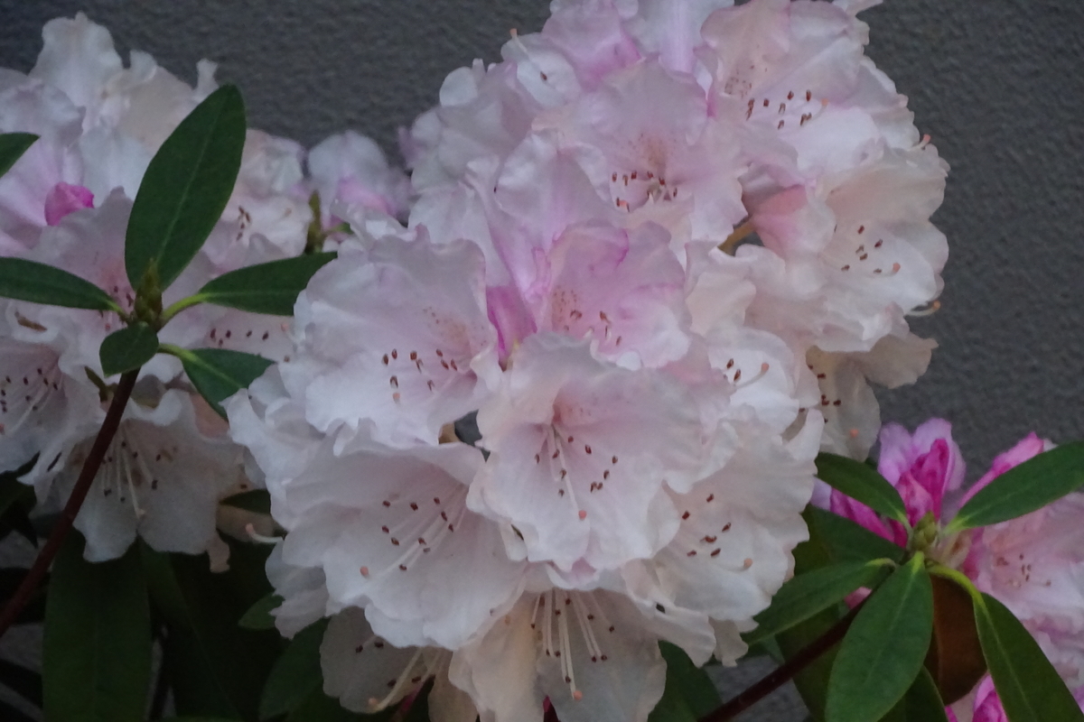f:id:mikonacolon:20210402184437j:plain