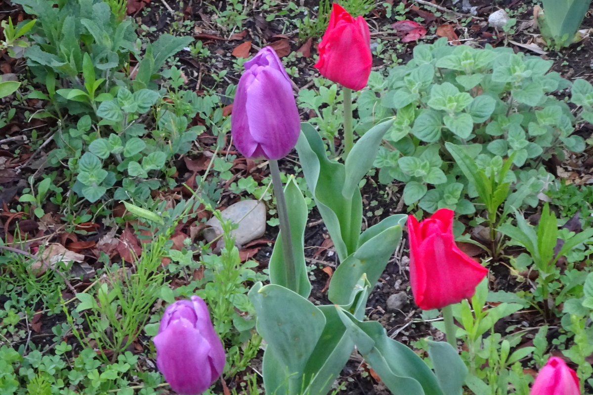 f:id:mikonacolon:20210403142824j:plain