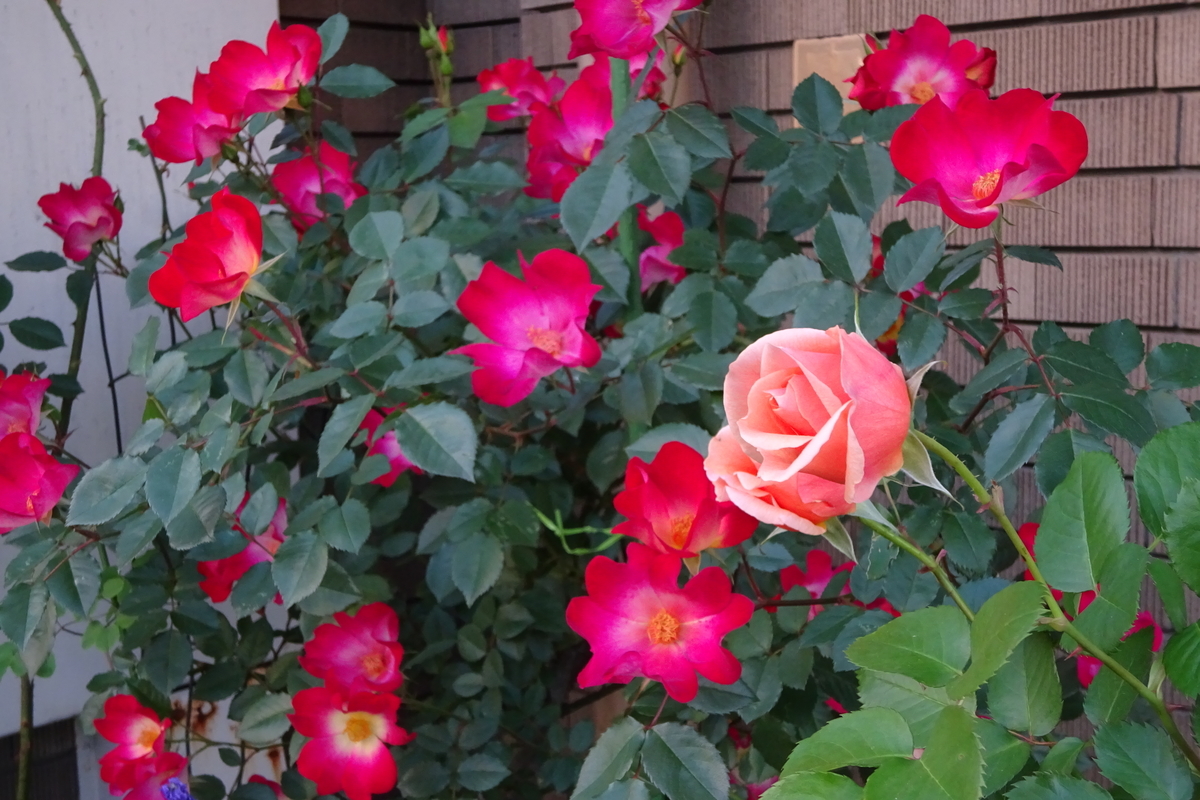 f:id:mikonacolon:20210514151251j:plain