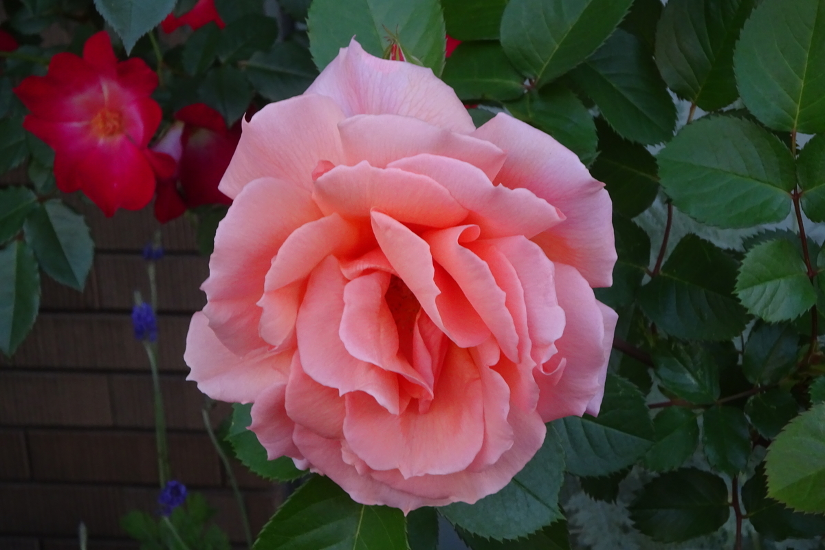 f:id:mikonacolon:20210514221003j:plain