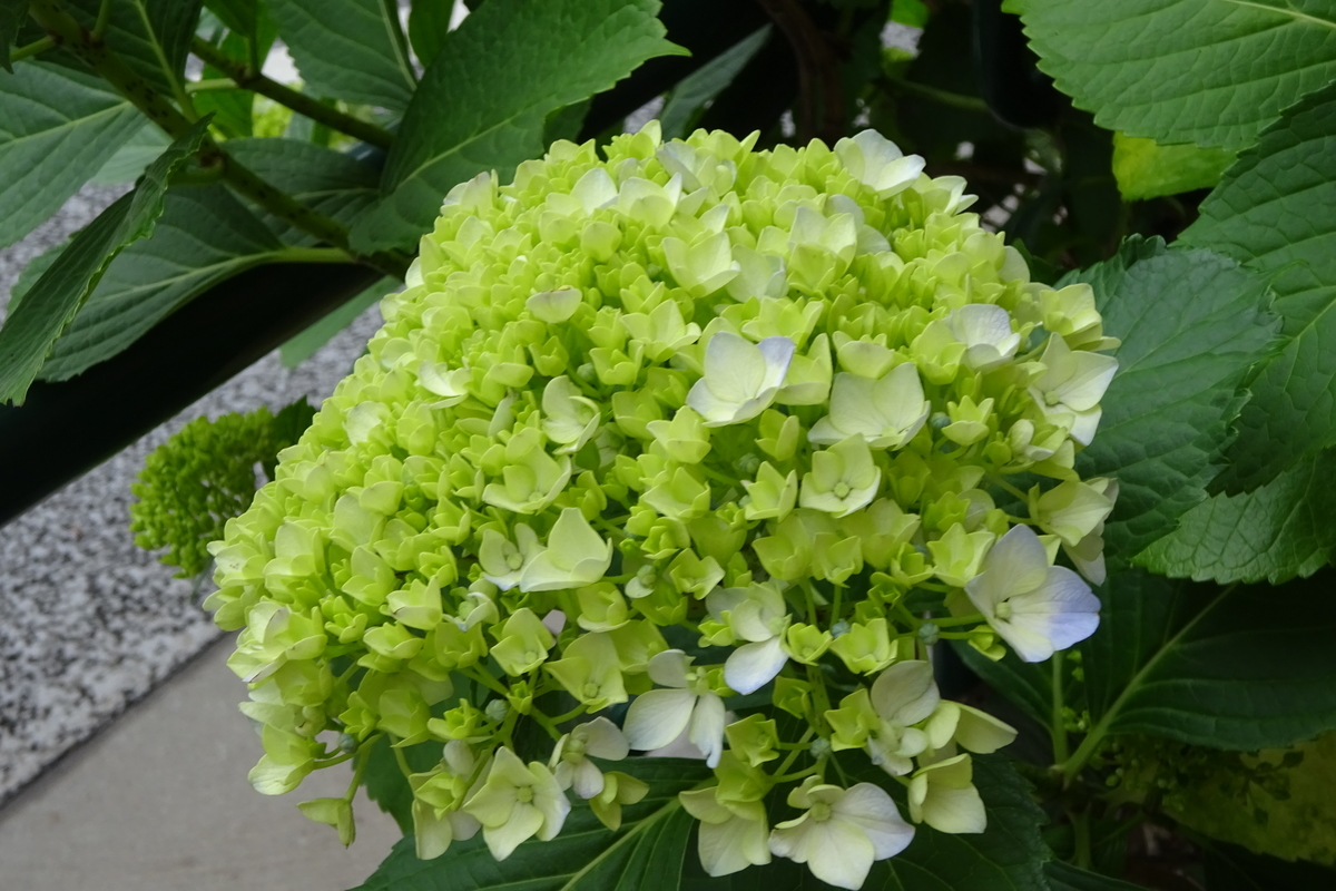 f:id:mikonacolon:20210517152209j:plain