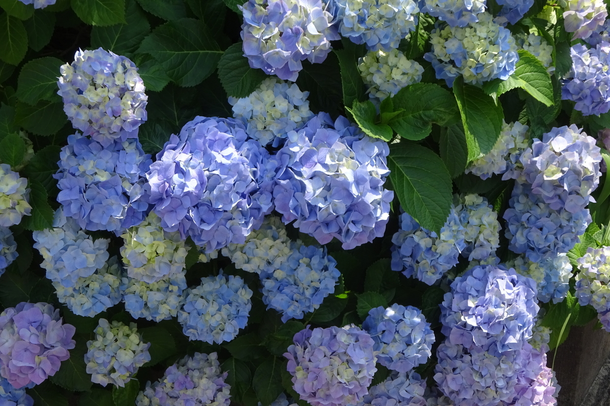 f:id:mikonacolon:20210523133923j:plain