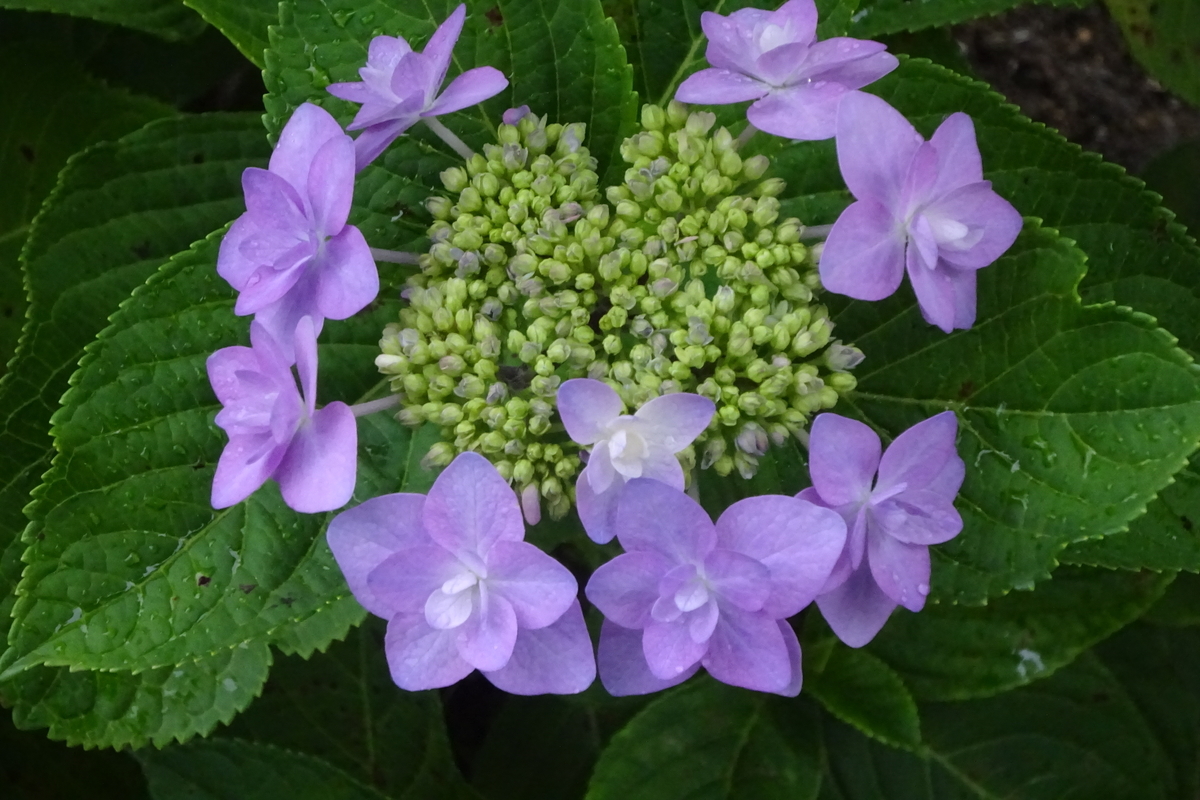 f:id:mikonacolon:20210527154310j:plain