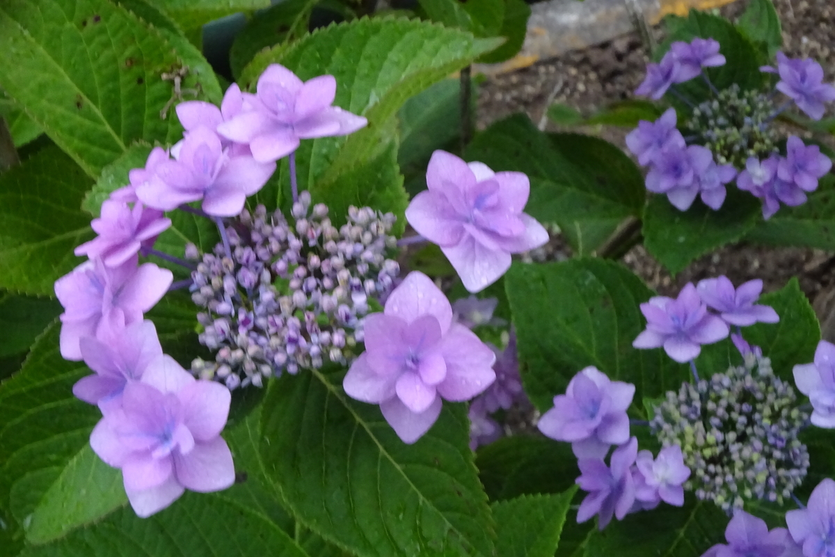 f:id:mikonacolon:20210530161830j:plain