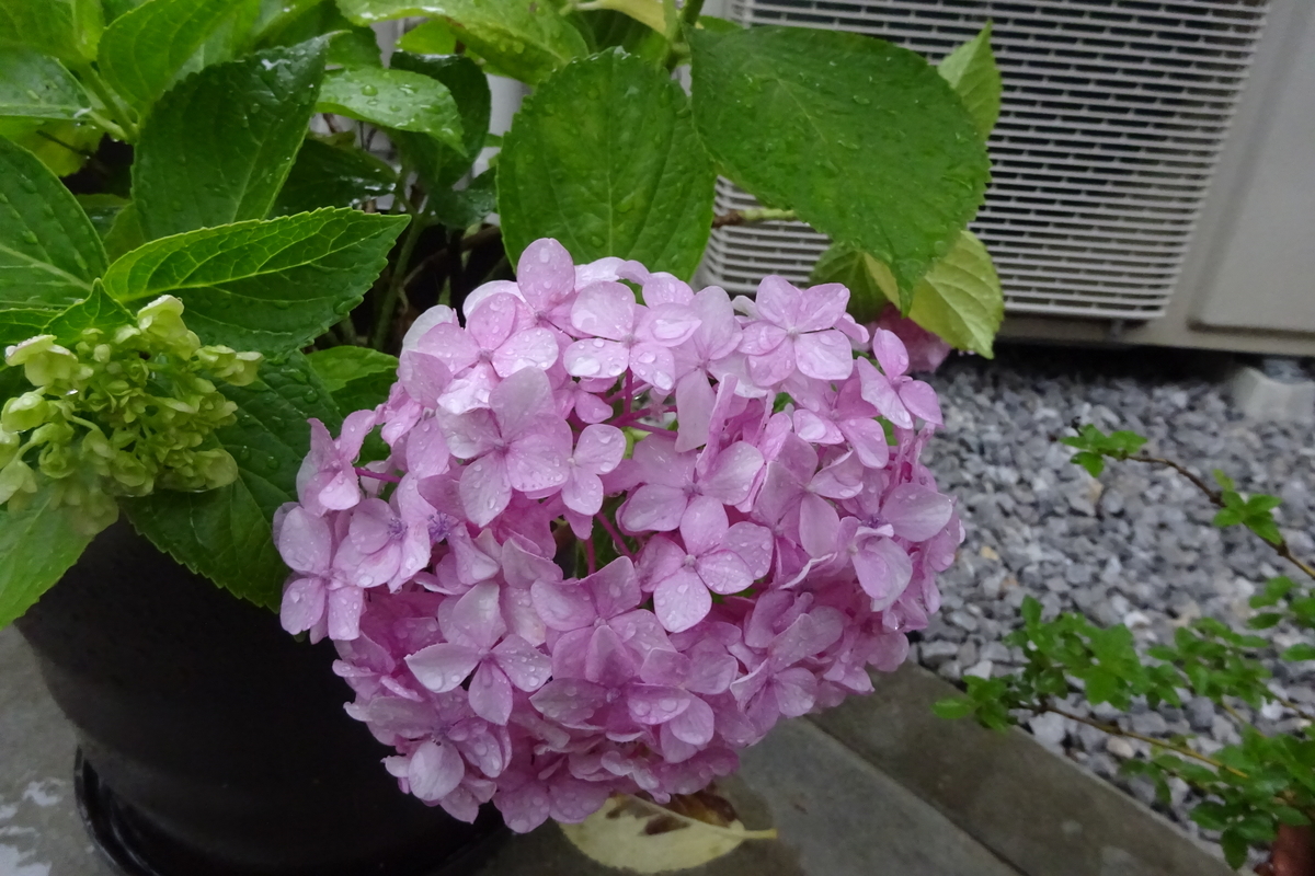f:id:mikonacolon:20210603200951j:plain