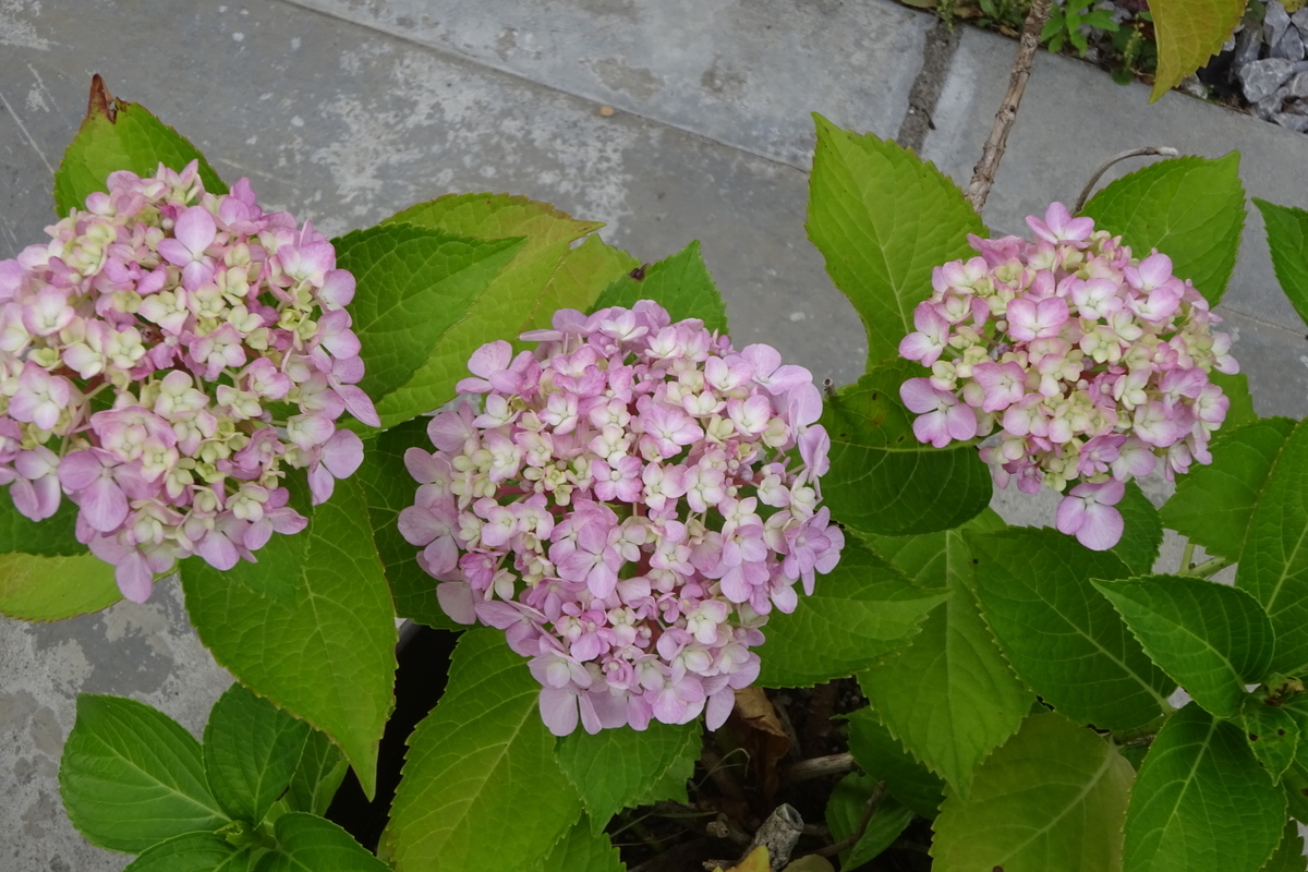 f:id:mikonacolon:20210612121310j:plain