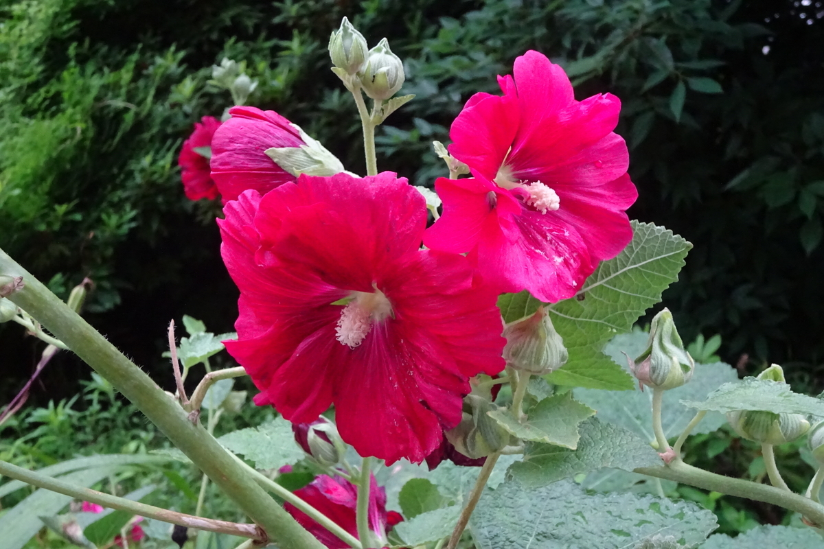 f:id:mikonacolon:20210616143432j:plain