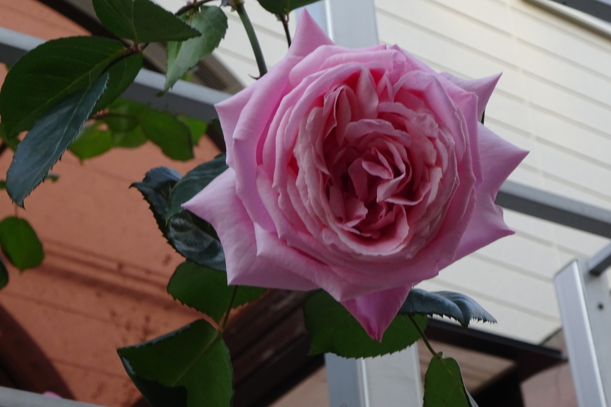 f:id:mikonacolon:20210616144058j:plain
