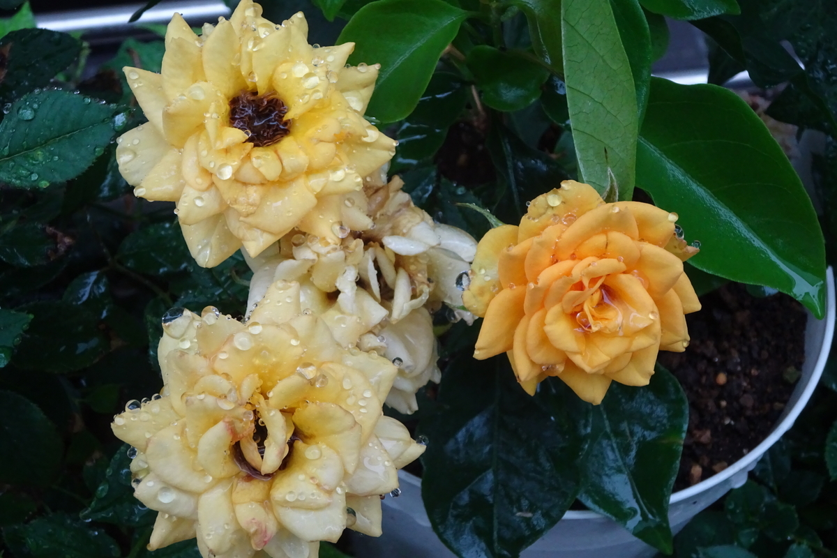 f:id:mikonacolon:20210620154332j:plain