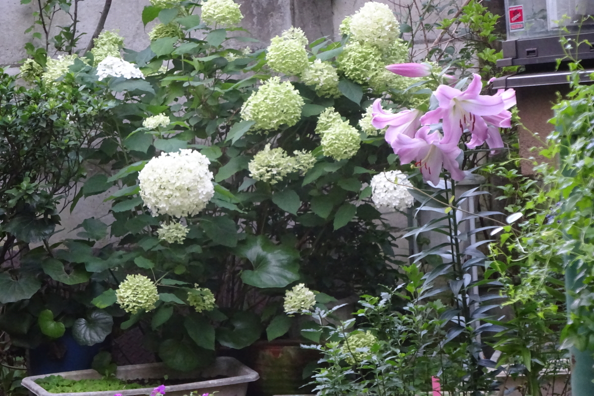 f:id:mikonacolon:20210706204607j:plain