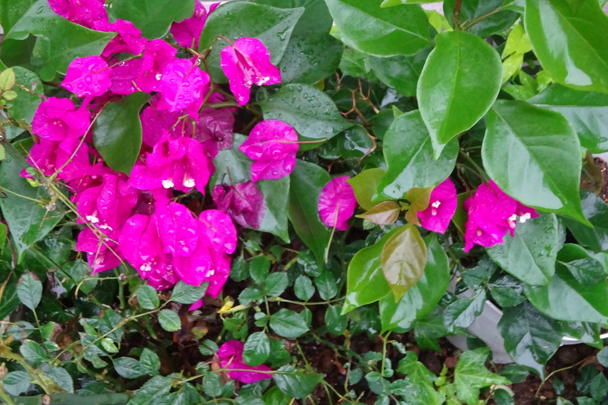 f:id:mikonacolon:20210709155419j:plain