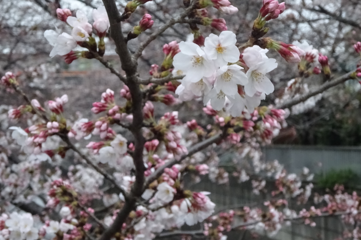 f:id:mikonacolon:20220327183225j:plain