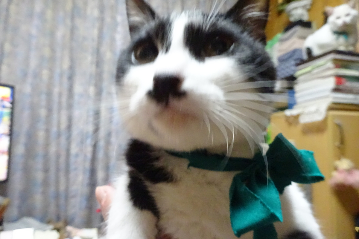 f:id:mikonacolon:20220403171430j:plain