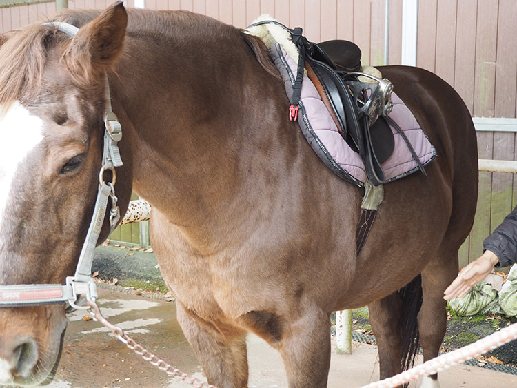 f:id:mikonekogorira:20170102230528j:plain