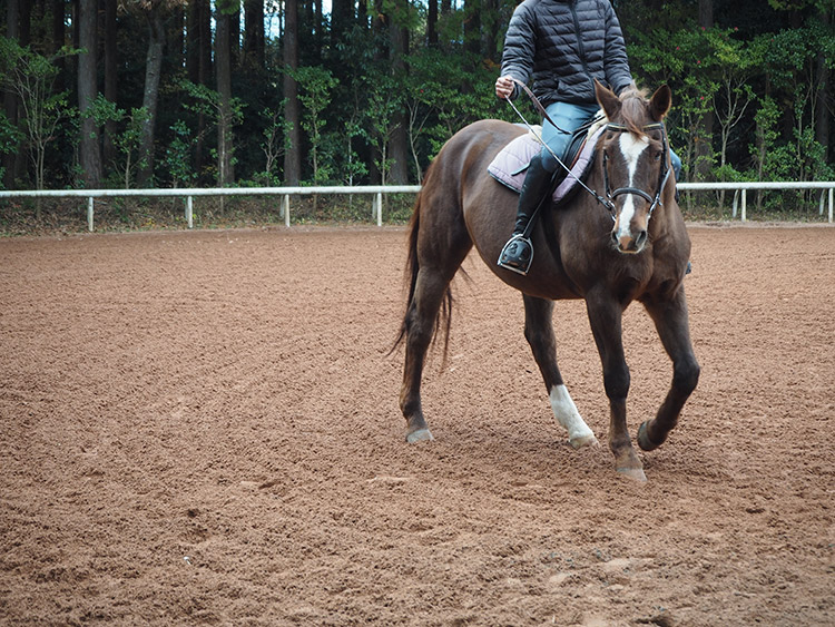 f:id:mikonekogorira:20170102233151j:plain