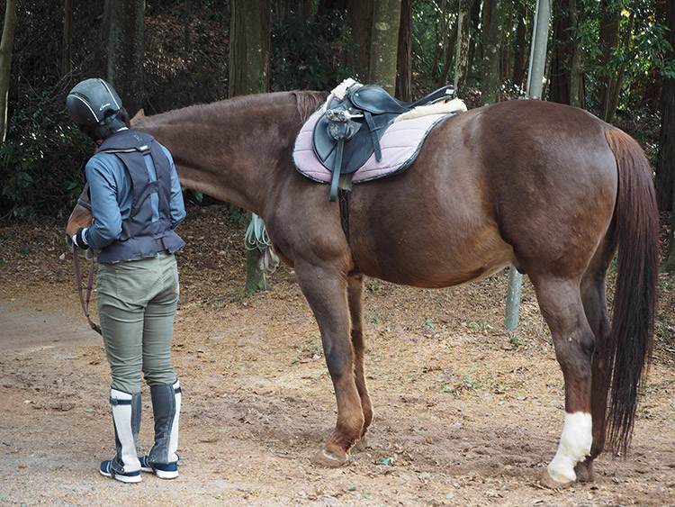 f:id:mikonekogorira:20170103225239j:plain