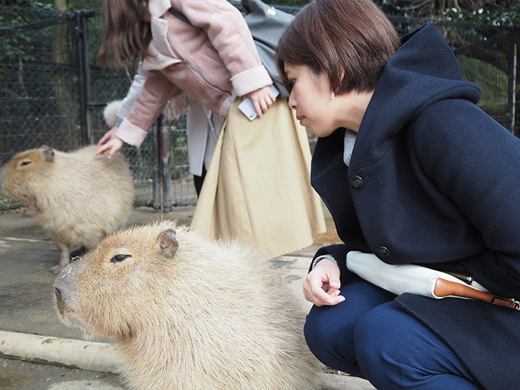 f:id:mikonekogorira:20180204214734j:plain f:id:mikonekogorira:20180204214734j:plain