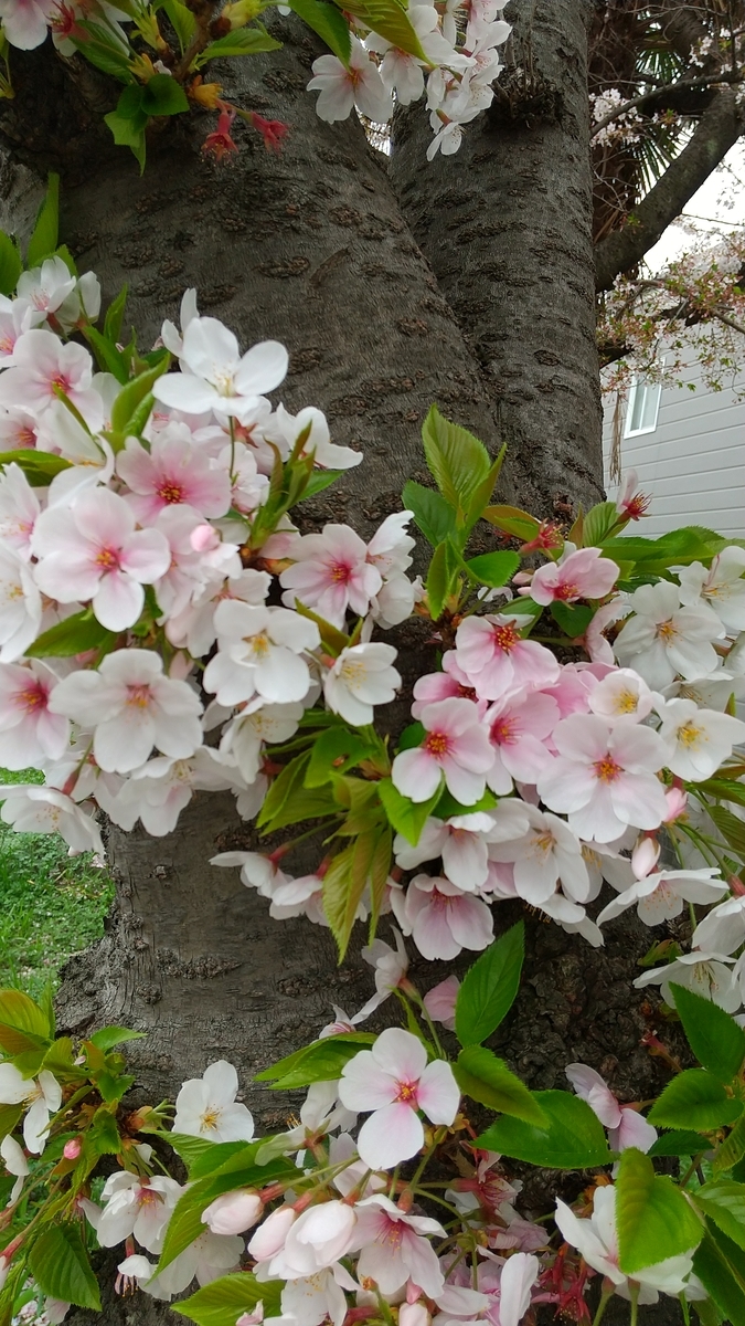 f:id:mikonohana:20210404155318j:plain