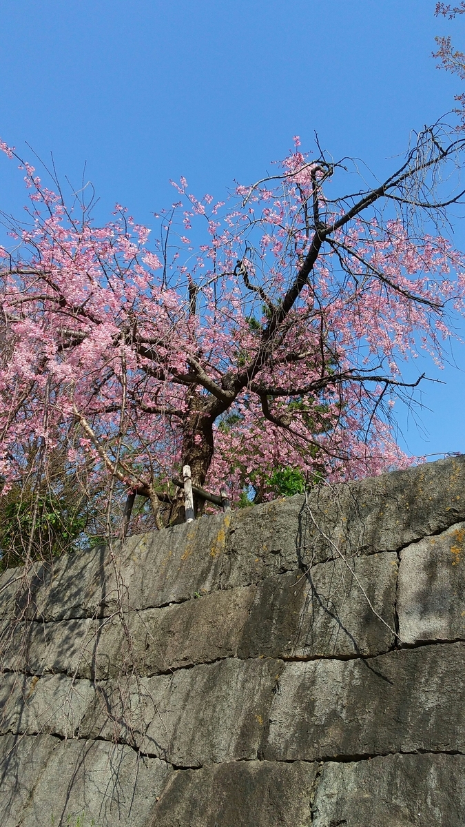 f:id:mikonohana:20210404160818j:plain