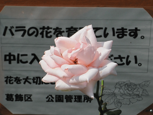 f:id:mikota_junichi_jcp:20100605215429g:image