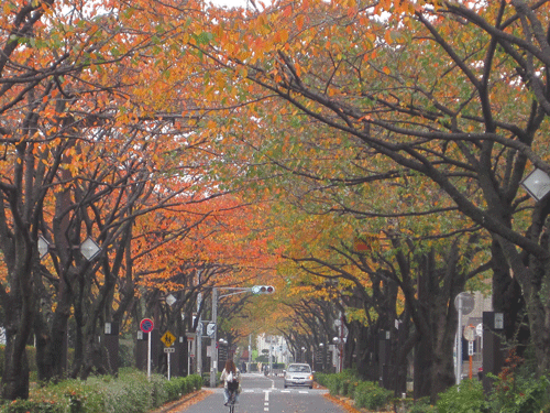 f:id:mikota_junichi_jcp:20101115225852g:image