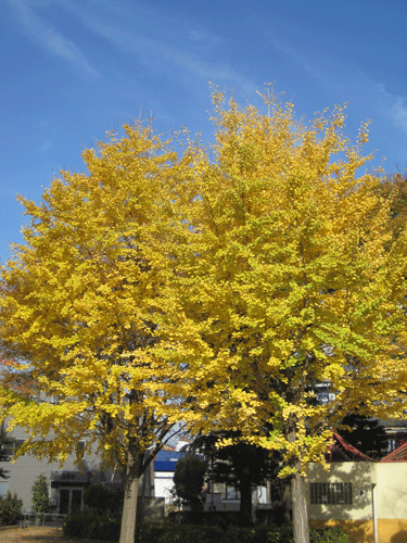 f:id:mikota_junichi_jcp:20101129181903g:image