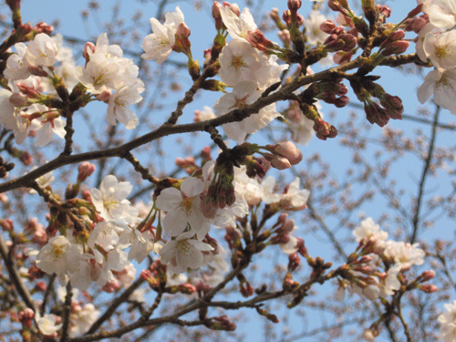 f:id:mikota_junichi_jcp:20110331000152g:image