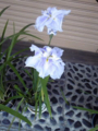 20110615071955